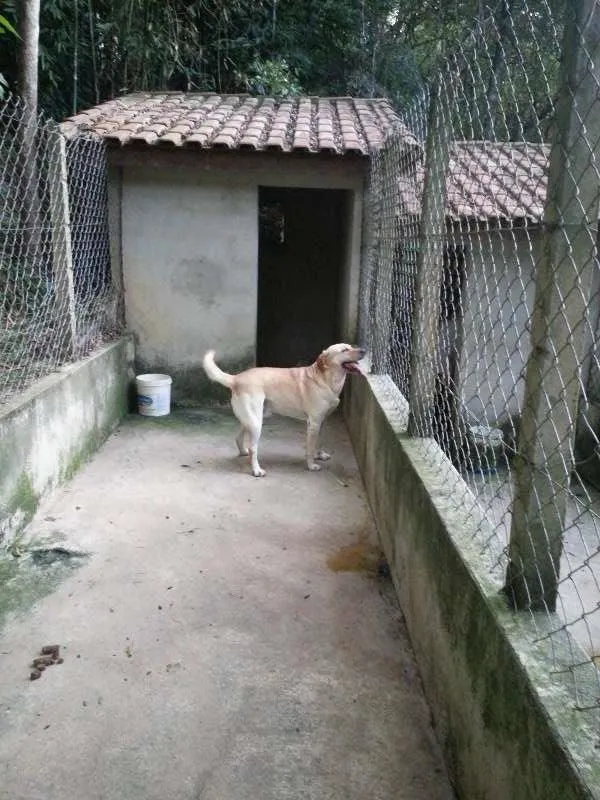 Cachorro ra a Labrador idade 2 anos nome Marley