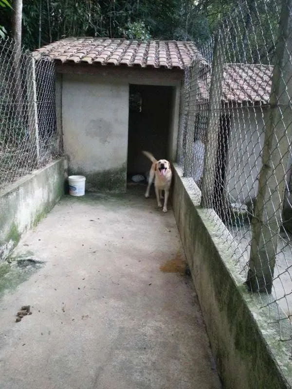 Cachorro ra a Labrador idade 2 anos nome Marley