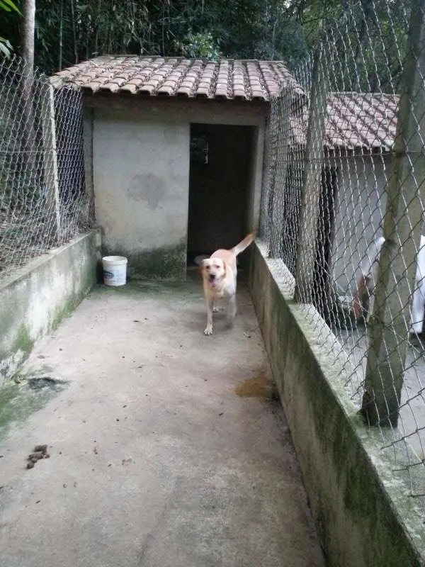 Cachorro ra a Labrador idade 2 anos nome Marley