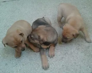 Cachorro raça Não sei  idade Abaixo de 2 meses nome Príncipe, Princesa 