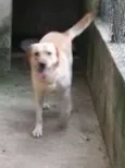Marley