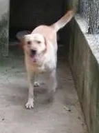 Cachorro raça Labrador idade 2 anos nome Marley