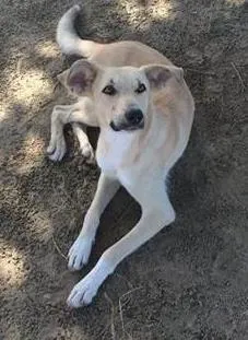 Cachorro raça Vira Lata idade 1 ano nome Sem nome :(