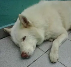 Cachorro raça pastor alemão Branco idade  nome Lobão