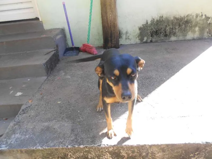 Cachorro ra a srd idade 2 anos nome Daiana