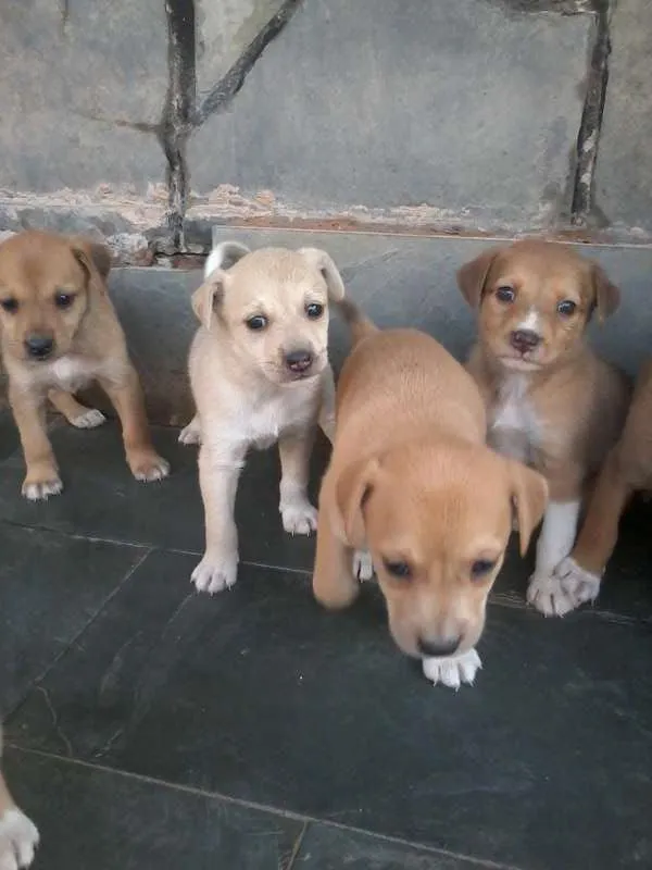 Cachorro raça  idade Abaixo de 2 meses nome varios