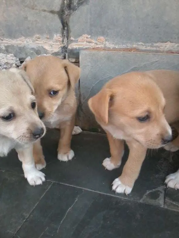 Cachorro raça  idade Abaixo de 2 meses nome varios