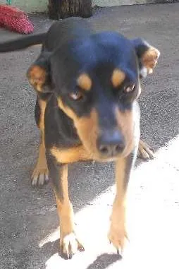 Cachorro ra a srd idade 2 anos nome Daiana