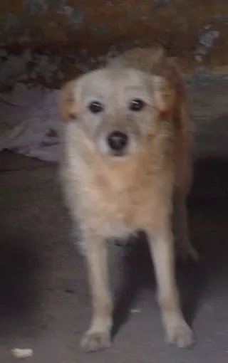 Cachorro ra a Vira Lata idade 4 anos nome Rebeca