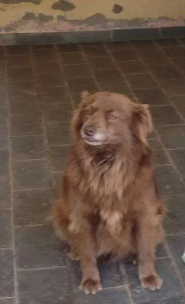 Cachorro ra a Vira lata idade 2 anos nome Ana