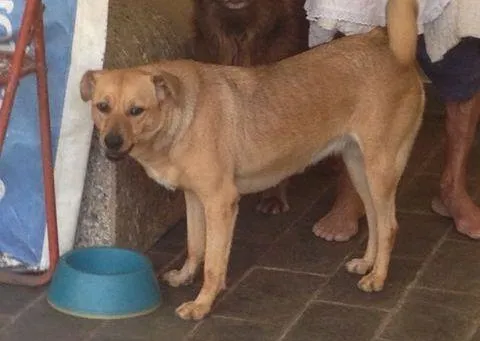 Cachorro ra a vira lata idade 2 anos nome vc escolhe