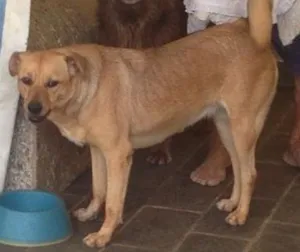 Cachorro raça vira lata idade 2 anos nome vc escolhe
