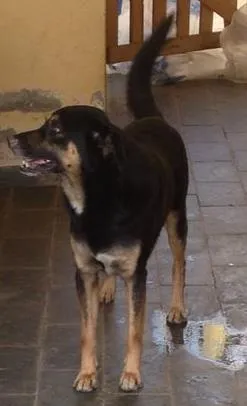Cachorro raça vira lata idade 2 anos nome Bob