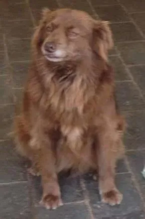 Cachorro ra a Vira lata idade 2 anos nome Ana