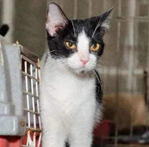 Gato raça srd idade 1 ano nome bellatriz