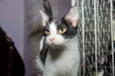 bellatriz