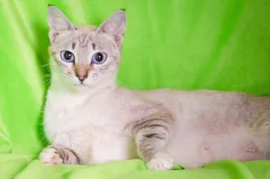 Gato raça SRD idade 1 ano nome Lorena