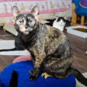 Gato raça SRD idade 1 ano nome Gina