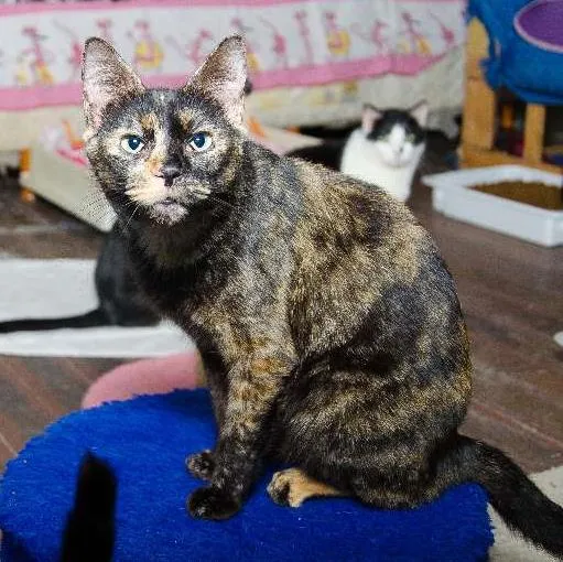 Gato ra a SRD idade 1 ano nome Gina