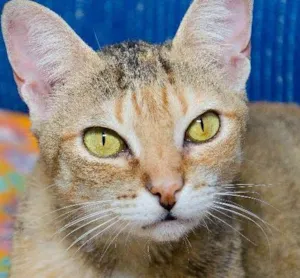 Gato raça SRD idade 1 ano nome Molly