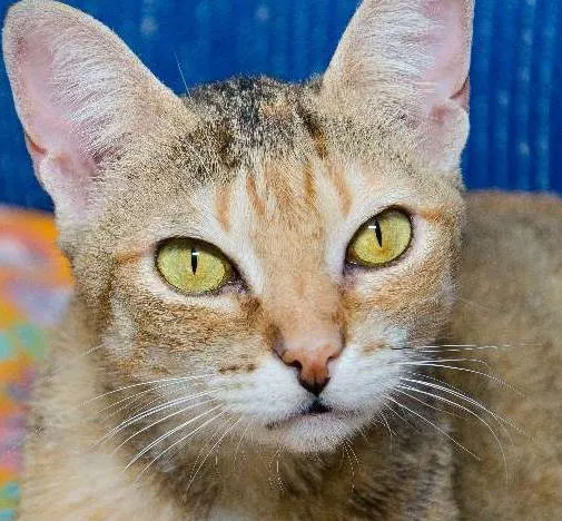 Gato ra a SRD idade 1 ano nome Molly