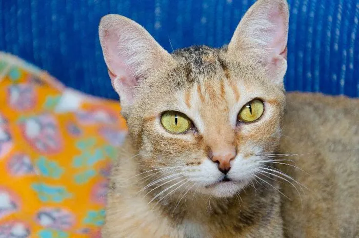 Gato ra a SRD idade 1 ano nome Molly