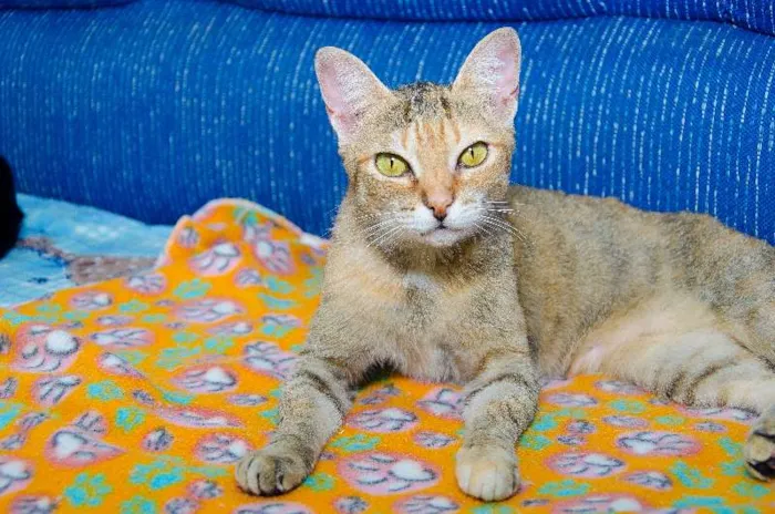Gato ra a SRD idade 1 ano nome Molly