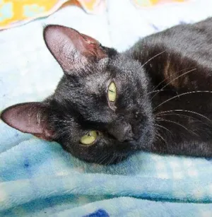 Gato raça srd idade  nome Amy