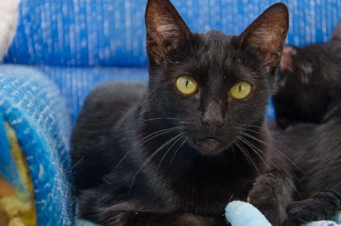 Gato ra a SRD idade 1 ano nome Percy