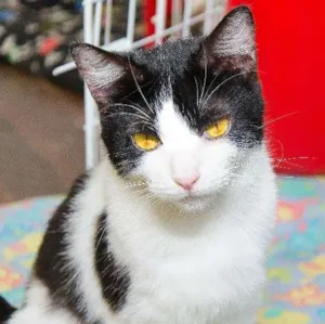 Gato raça SRD idade  nome Emma