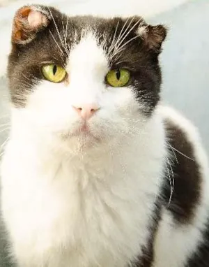 Gato raça SRD idade  nome George