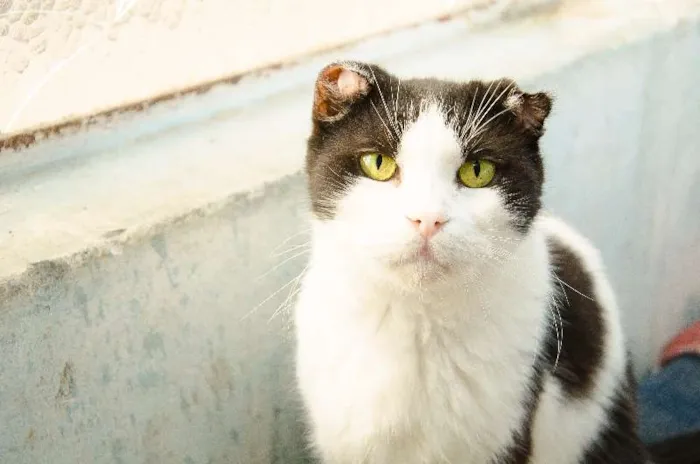 Gato ra a SRD idade  nome George