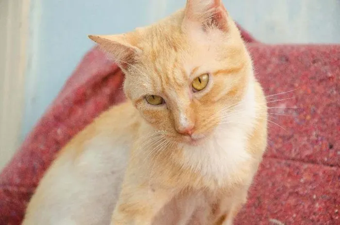 Gato ra a SRD idade 2 anos nome Tom Tortinho