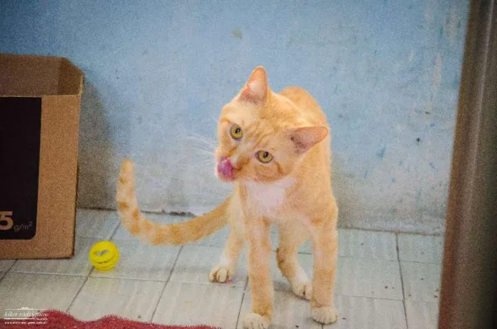 Gato ra a SRD idade 2 anos nome Tom Tortinho