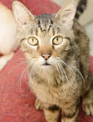 Gato raça SRD idade 3 anos nome Matt