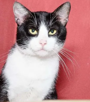 Gato raça SRD idade 2 anos nome Leonardo