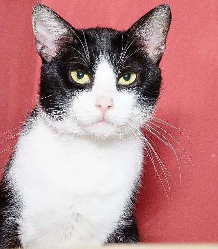 Gato ra a SRD idade 2 anos nome Leonardo