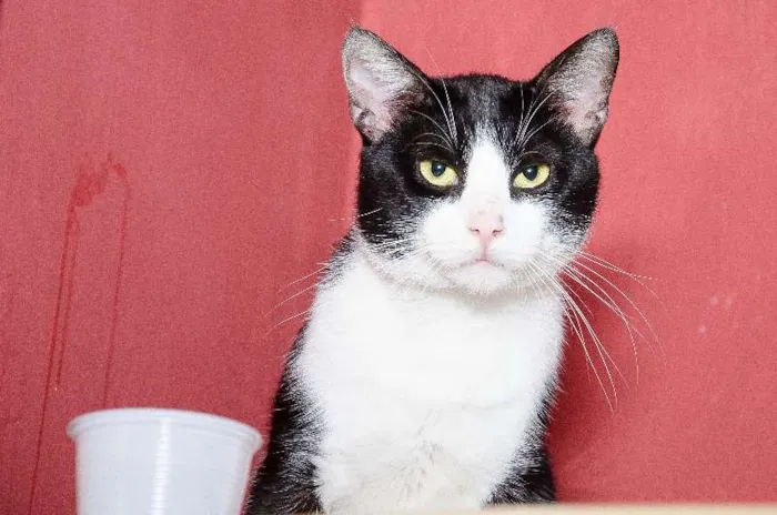 Gato ra a SRD idade 2 anos nome Leonardo
