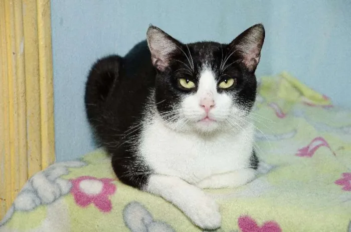 Gato ra a SRD idade 2 anos nome Leonardo