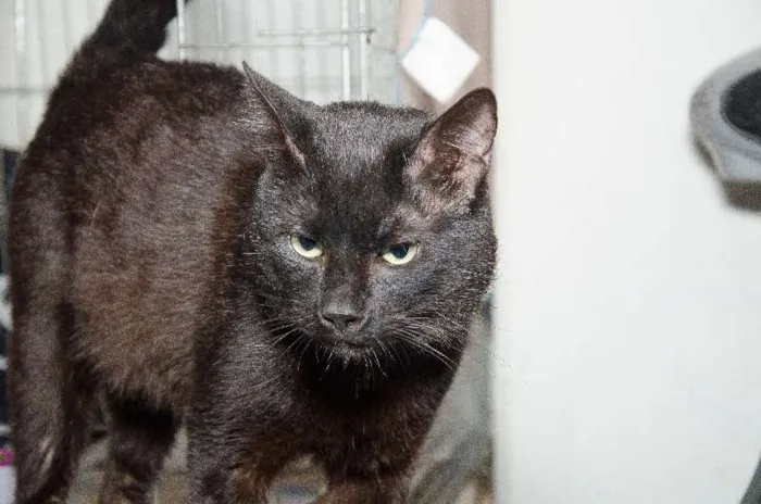 Gato ra a SRD idade 2 anos nome Bruce