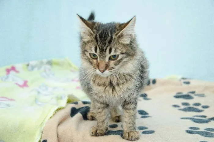 Gato ra a SRD idade 2 a 6 meses nome Amora