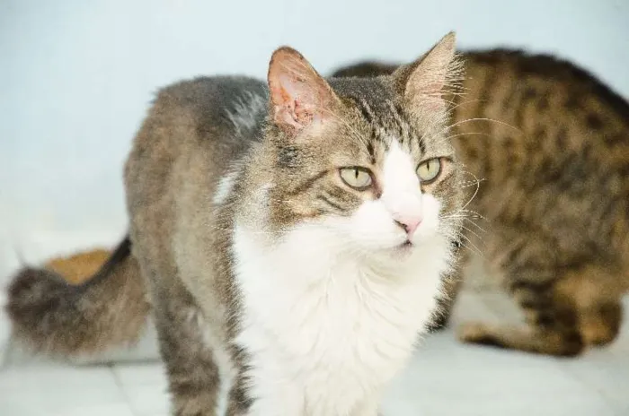 Gato ra a SRD idade 2 anos nome Adam