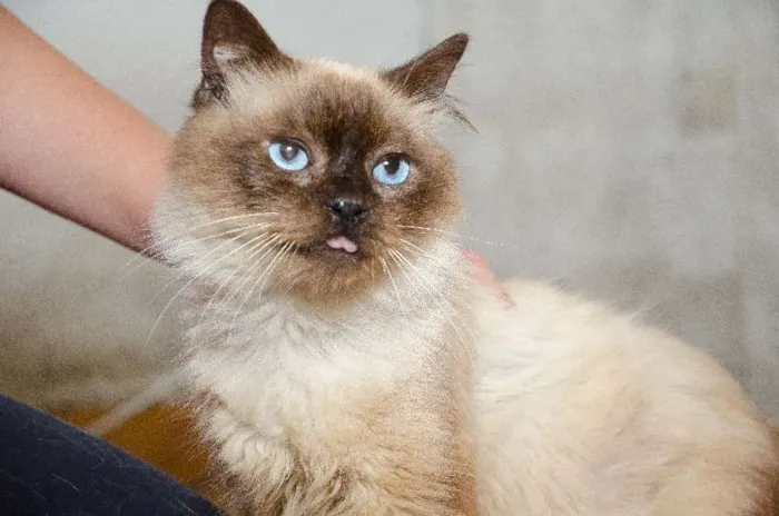 Gato ra a srd idade 6 ou mais anos nome Nícolas