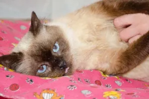 Gato raça srd idade 6 ou mais anos nome Nícolas
