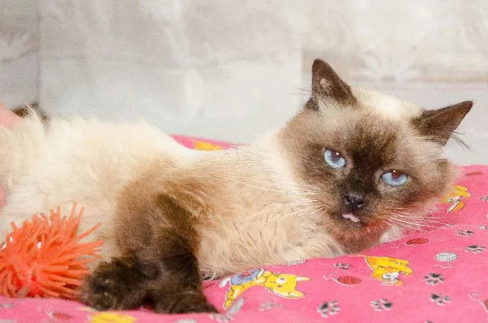 Gato ra a srd idade 6 ou mais anos nome Nícolas