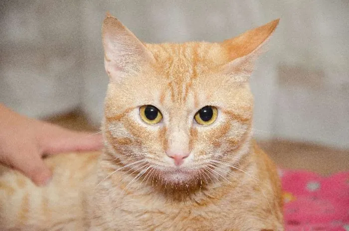 Gato ra a SRD idade 2 anos nome Oliver