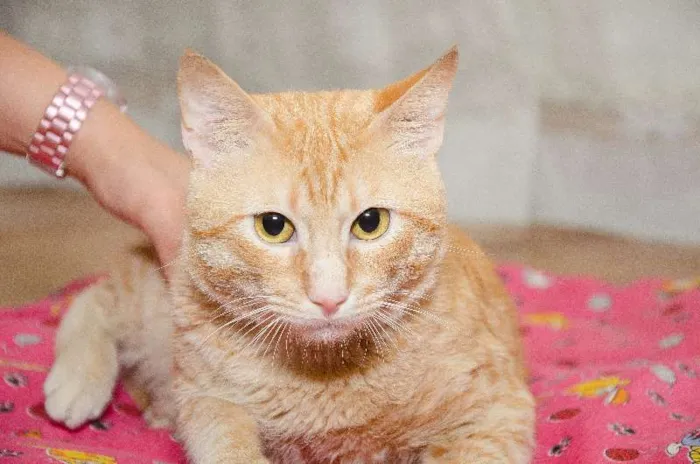 Gato ra a SRD idade 2 anos nome Oliver
