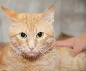 Gato raça SRD idade 2 anos nome Oliver