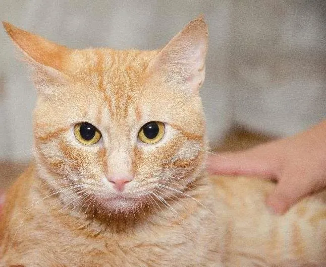 Gato ra a SRD idade 2 anos nome Oliver