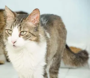 Gato raça SRD idade 2 anos nome Adam